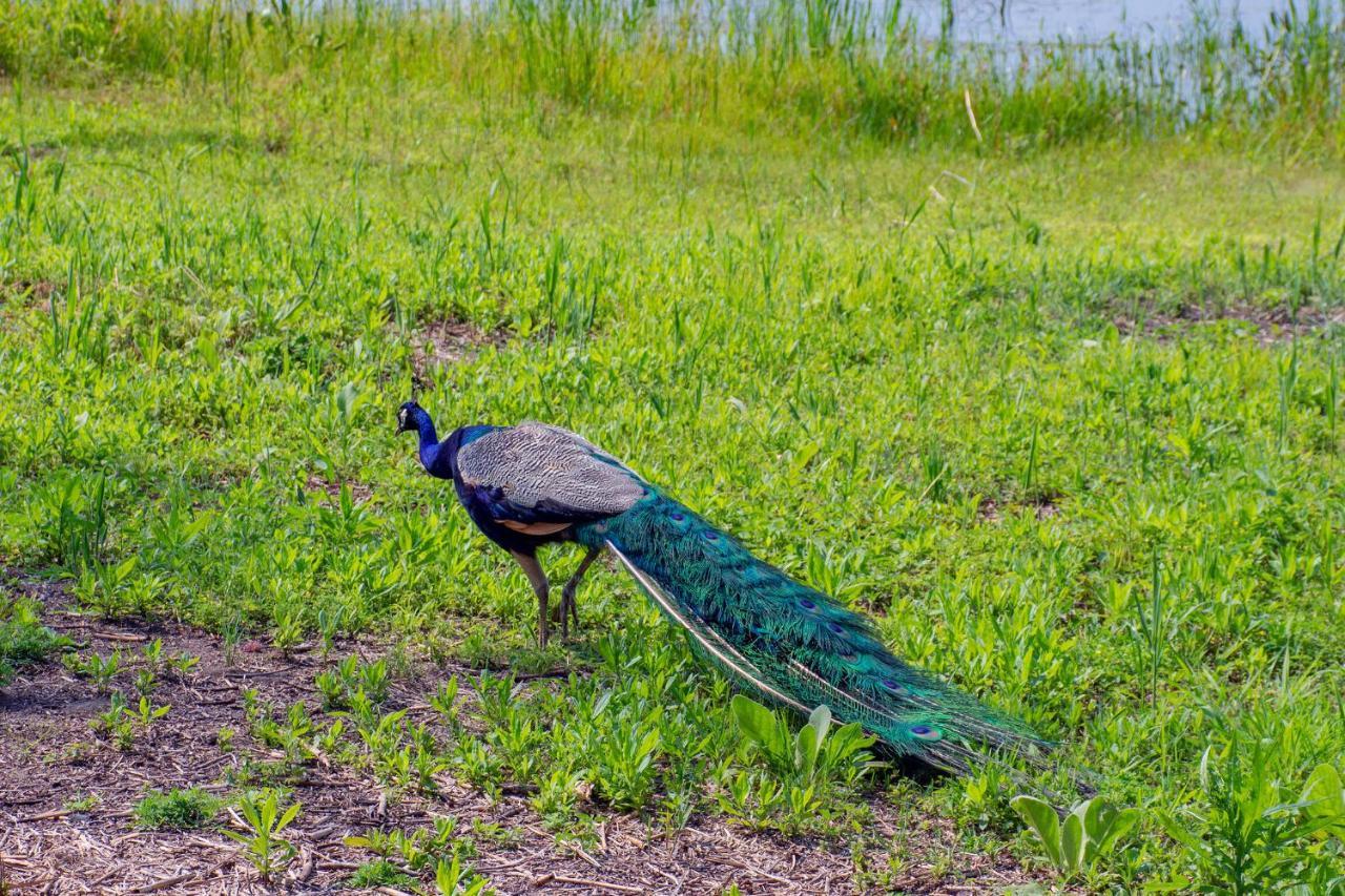Lakeview & Wildlife Au Gres Esterno foto